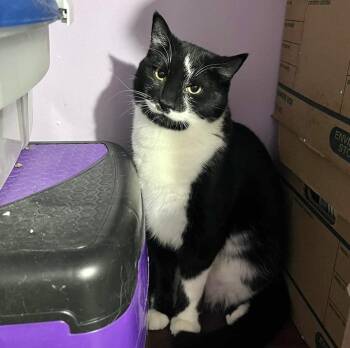Tuxedo and Domestic Short Hair Cats Available for Adoption - Maui | PetCurious