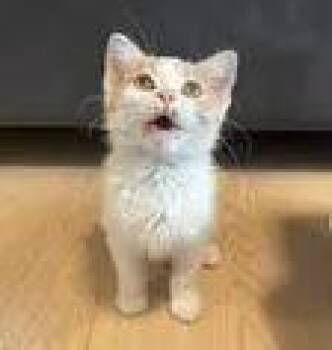 Domestic Medium Hair Cats Available for Adoption - Teardrop | PetCurious