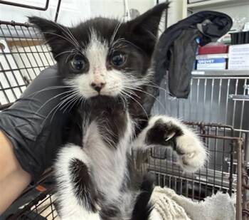 BENNY -  Domestic Short Hair Cat for Adoption in San Bernardino, California - BENNY | PetCurious
