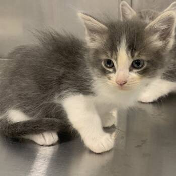 Rescue Domestic Short Hair Cats for Adoption in Washburn, Missouri - Caboodle | PetCurious