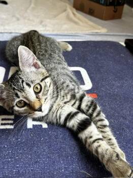 Lacey (3 months) -  Domestic Short Hair Cat for Adoption in Los Angeles, California - Lacey (3 Months) | PetCurious