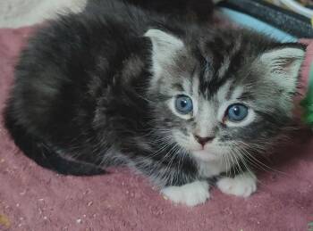 Domestic Short Hair Cats Available for Adoption in Virginia Beach, Virginia - Harmony | PetCurious
