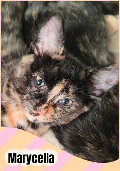 Marycella -  Domestic Short Hair Cat for Adoption in Beloeil, Quebec - Marycella | PetCurious