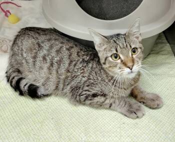Hunter -  Domestic Short Hair Cat for Adoption in York, South Carolina - Hunter | PetCurious