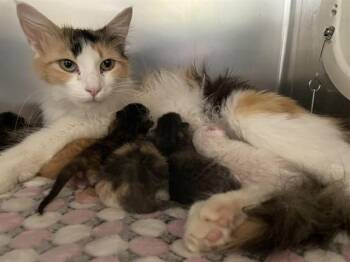 Domestic Long Hair Cats Available for Adoption in Thousand Palms, California - APRIL | PetCurious