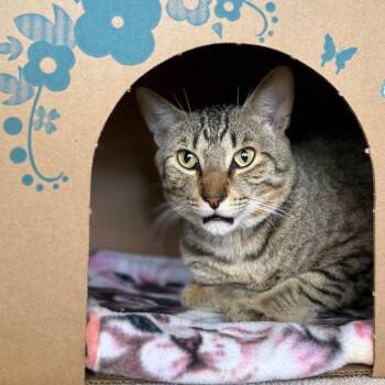 Mysterio (Holland Cat Cove) -  Domestic Short Hair Cat for Adoption in West Olive, Michigan - Mysterio (Holland Cat Cove) | PetCurious