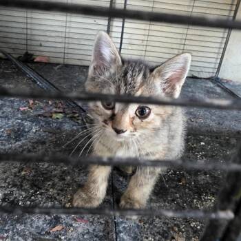 Star -  Domestic Short Hair Cat for Adoption in Grantsville, Utah - Star | PetCurious
