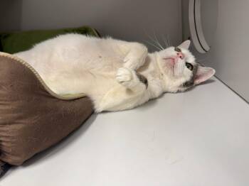 Rescue Domestic Short Hair Cats for Adoption in Athol, Massachusetts - Molly | PetCurious