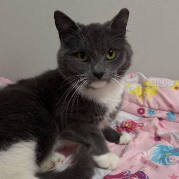 Domestic Short Hair Cats Available for Adoption in Fall River, Massachusetts - Meg | PetCurious