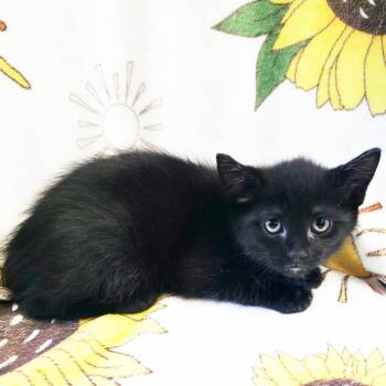 Tern -  Domestic Short Hair Cat for Adoption in Mt. Juliet, Tennessee - Tern | PetCurious