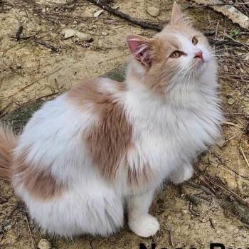Domestic Long Hair Cats Available for Adoption in Charlottesville, Virginia - Mr. Fancy | PetCurious