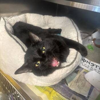 Pipe Cleaner -  Domestic Short Hair Cat for Adoption in Manchester, New Hampshire - Pipe Cleaner | PetCurious