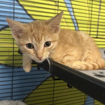 Mo -  Domestic Short Hair Cat for Adoption in Binghamton, New York - Mo | PetCurious
