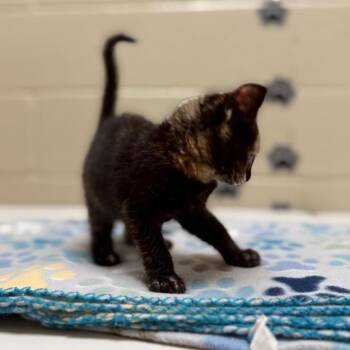 Raven -  Domestic Short Hair Cat for Adoption in Jacksboro, Tennessee - Raven | PetCurious