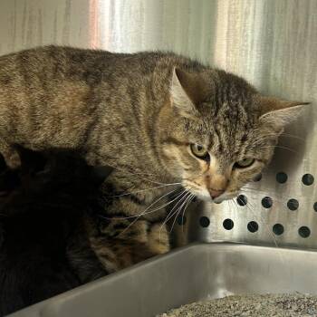 Domestic Short Hair Cats Available for Adoption in Indianapolis, Indiana - Solana | PetCurious