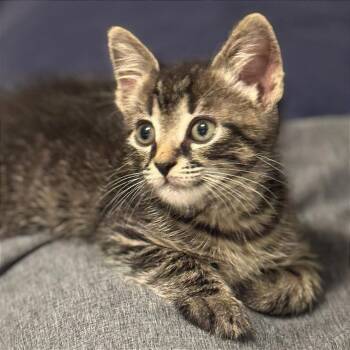 Boo Radley -  Domestic Short Hair Cat Available for Adoption in Cumming, Georgia - Boo Radley | PetCurious