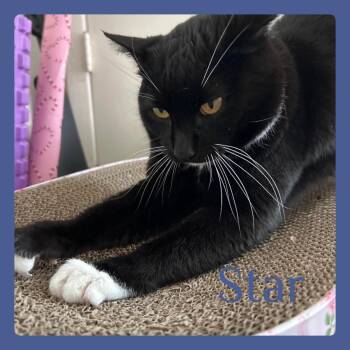 Tuxedo Cats Available for Adoption in Lawton, Oklahoma - STAR | PetCurious