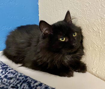 Rescue Domestic Medium Hair Cats for Adoption in Fargo, North Dakota - Smooch | PetCurious