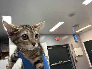 TULIA -  Domestic Short Hair Cat for Adoption in Thousand Palms, California - TULIA | PetCurious