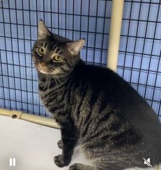 Rescue Tabby Cats for Adoption in Colmar, Pennsylvania - ROCK | PetCurious