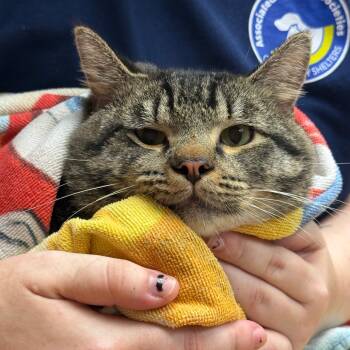 Rescue Domestic Short Hair Cats for Adoption in Newark, New Jersey - Freddy | PetCurious