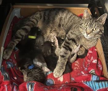 Precious -  Domestic Short Hair Cat Available for Adoption in Mcpherson, Kansas - Precious | PetCurious