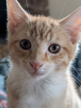 Rescue Domestic Short Hair Cats for Adoption in Broomall, Pennsylvania - Reef | PetCurious