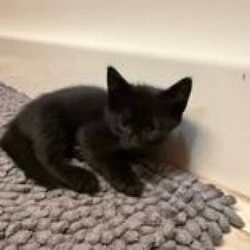 Pinot -  Domestic Medium Hair Cat for Adoption in Pickering, Ontario - Pinot | PetCurious