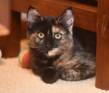 Mocha -  Domestic Short Hair Cat for Adoption in Seattle, Washington - Mocha | PetCurious