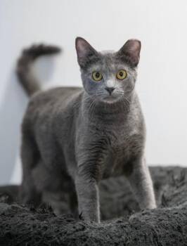 Platinum -  Domestic Short Hair and Russian Blue Cat for Adoption in New York, New York - Platinum | PetCurious
