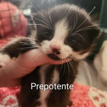 Domestic Short Hair Cats Available for Adoption in Harrisonburg, Virginia - Prepotente | PetCurious