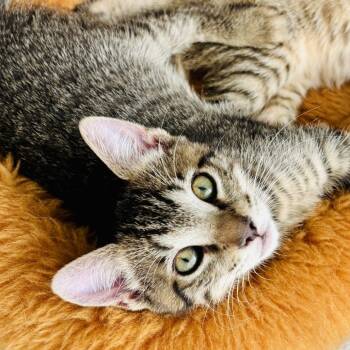 Domestic Short Hair Cats Available for Adoption in Fort Lauderdale, Florida - Bram | PetCurious