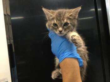 Domestic Short Hair Cats Available for Adoption in Thousand Palms, California - A1916783 | PetCurious