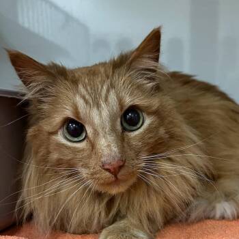 Kurama -  Domestic Long Hair Cat for Adoption in Redwood City, California - Kurama | PetCurious