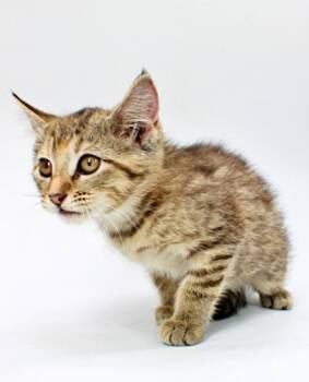 Faye -  Domestic Medium Hair and Domestic Short Hair Cat for Adoption in Morton Grove, Illinois - Faye | PetCurious