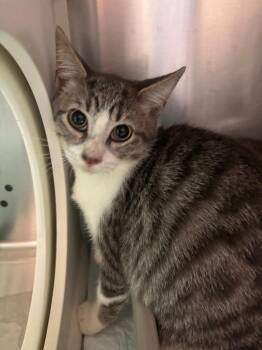 Socks -  Domestic Short Hair Cat for Adoption in Morgantown, Kentucky - Socks | PetCurious