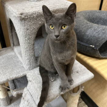 Rescue Domestic Short Hair Cats for Adoption in Cincinnati, Ohio - Lock - Nightmare Before Christmas | PetCurious