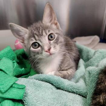 Lewis -  Domestic Medium Hair Cat Available for Adoption - Lewis | PetCurious