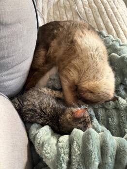 Siamese and Domestic Short Hair Cats Available for Adoption in Nashville, Tennessee - John John | PetCurious