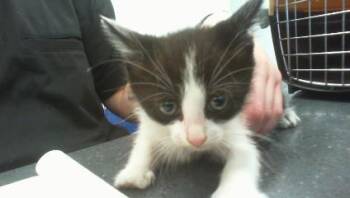 WISTERIA -  Domestic Short Hair Cat for Adoption in Charlotte, North Carolina - WISTERIA | PetCurious
