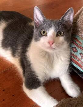 Bono (Taylor Swift) -  Domestic Short Hair Cat for Adoption in Davis, California - Bono (Taylor Swift) | PetCurious
