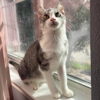 Karli Grace -  Tabby and Domestic Short Hair Cat for Adoption in Friendswood, Texas - Karli Grace | PetCurious