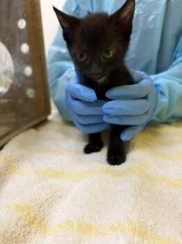 Murr -  Domestic Short Hair Cat for Adoption in Raleigh, North Carolina - Murr | PetCurious