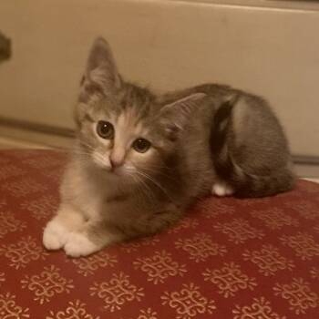 Rescue Domestic Short Hair Cats for Adoption in Mocksville, North Carolina - Sandy | PetCurious