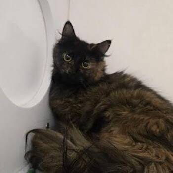 Domestic Short Hair Cats Available for Adoption - Princess Cali | PetCurious