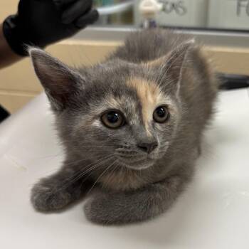 Martha Cox -  Domestic Short Hair Cat for Adoption in Winston-salem, North Carolina - Martha Cox | PetCurious