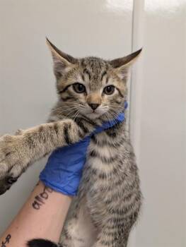 MOON -  Domestic Short Hair Cat for Adoption in Ontario, California - MOON | PetCurious