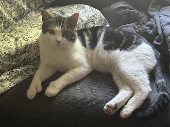 Mitts -  Domestic Short Hair Cat for Adoption - Mitts | PetCurious