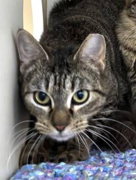 Domestic Short Hair Cats Available for Adoption - MISS PRISS | PetCurious