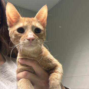 Domestic Short Hair Cats Available for Adoption in Jackson, Michigan - Fred | PetCurious